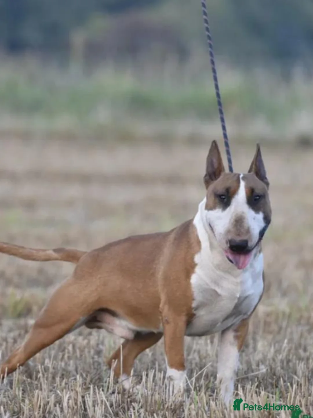 English Bull Terrier dogs for sale: KC Registered English Bull Terrier puppies - 14/6 - Advert 2