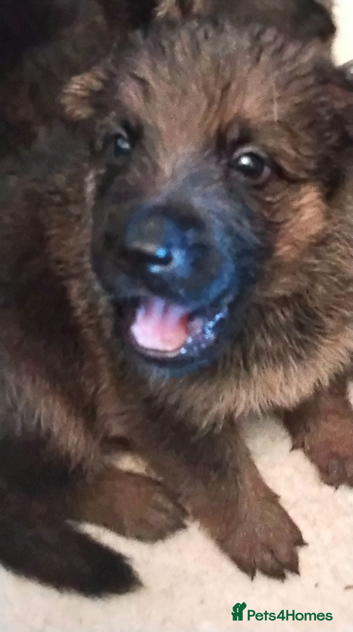 German Shepherd dogs K.C. reg GSD pups - Advert 2