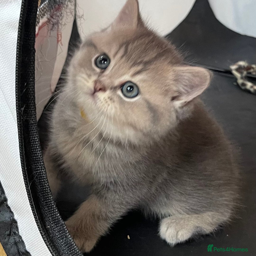 British Shorthair cats for sale: Active Blue Golden Tipped British Shorthair MARCUS - Image 18