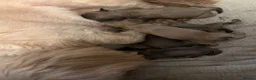 Shih Tzu dogs for sale: 💜🩷💙Stunning KC Shih Tzu Puppies💜🩵🩷 - Advert 9