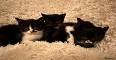 Mixed Breed cats - Advert 4