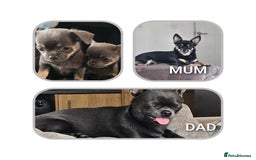 Chihuahua dogs for sale: 2 gorgeous blue & tan chihuahuas  - Image 1
