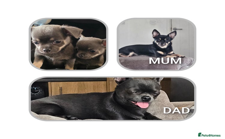 Chihuahua dogs - Advert 16