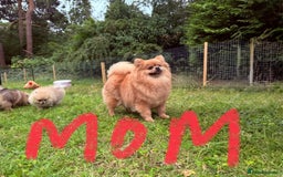 Pomeranian dogs for sale: Luxurious Tiny Pomeranian - 900g/11 weeks old - Image 6
