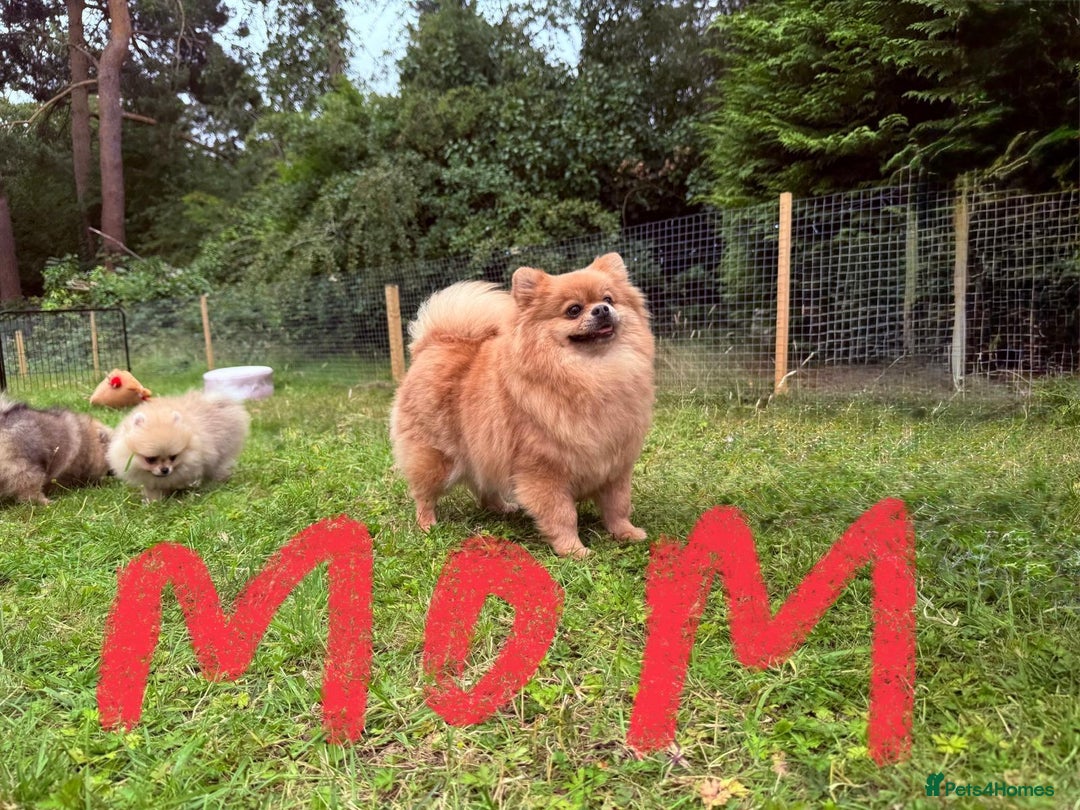 Pomeranian dogs for sale: Luxurious Tiny Pomeranian - 900g/11 weeks old - Image 6