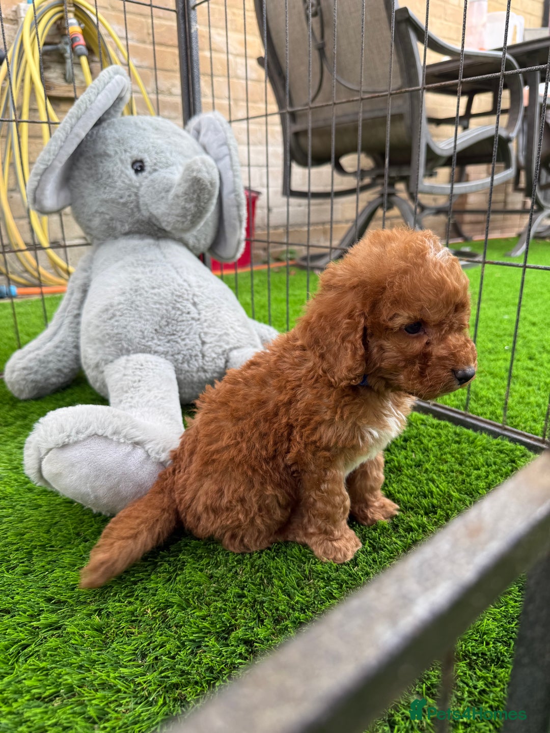 Cockapoo dogs for sale: Cockerpoo Puppies - Image 15