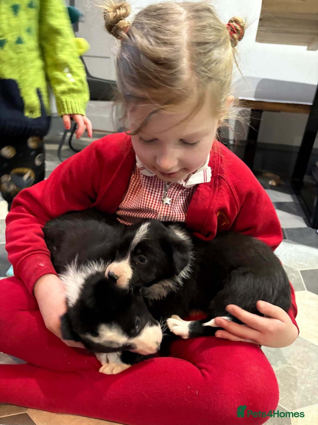 Border Collie dogs for sale: Border collie puppies - Advert 4