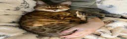 Mixed Breed cats for adoption: ❤️🐱 ROSIE – A LITTLE BENGAL SHADOW in Ashtead - Advert 6