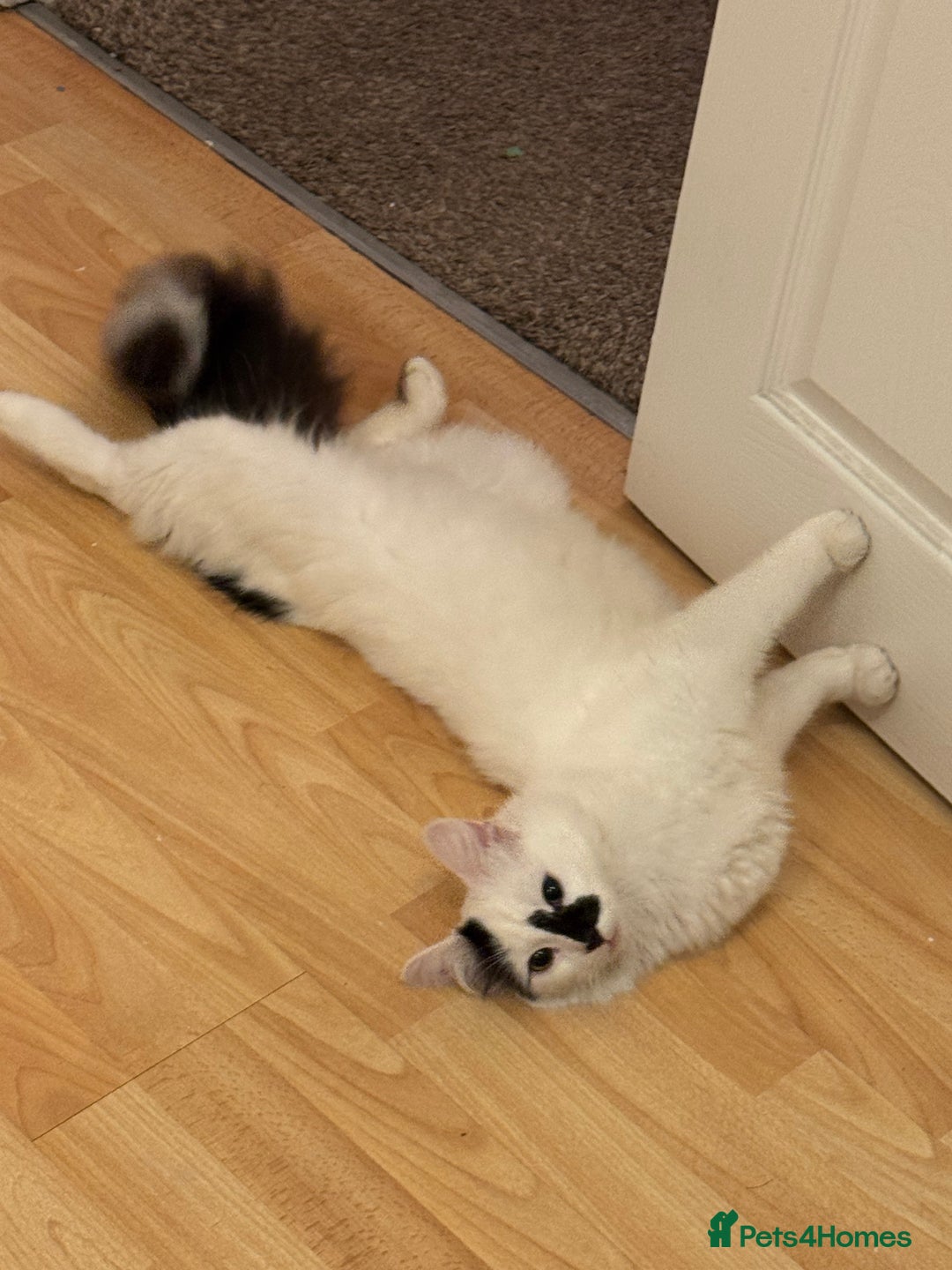 Turkish Angora cats for sale: Turkish angora cat - Advert 2