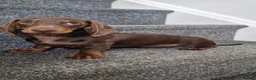 Miniature Dachshund dogs for sale: READY NOW Full Vaccination Dachshund Flufy & Smoth - Advert 7
