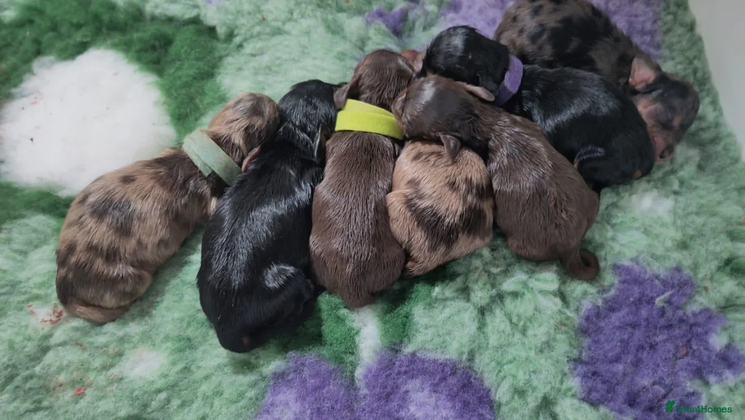 Miniature Dachshund dogs for sale: 🌟 Dapple&Choc&Black PRA Clear KC reg – Dec 26 🌟 - Advert 11