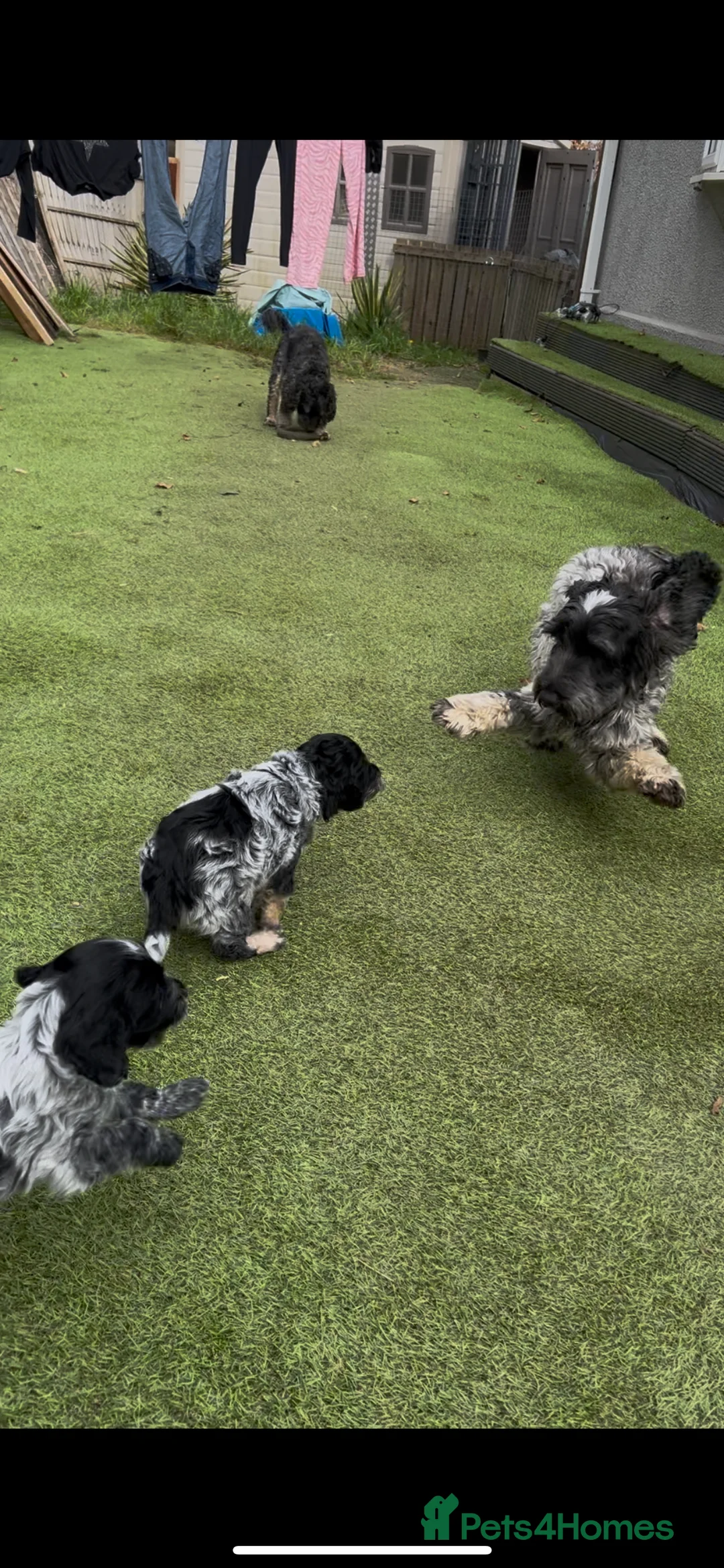 Cockapoo dogs for stud: Blue Roan & Tan-Phantom Stud in Lingfield - Advert 8