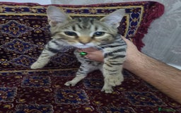 Bengal cats for sale: Bengal Kittens ( 14 WEEKS OLD )  - Image 16