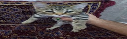 Bengal cats for sale: Bengal Kittens ( 14 WEEKS OLD )  - Advert 16