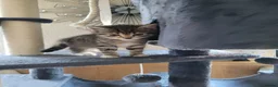 Mixed Breed cats for sale: Lovely male tabby cat - Advert 2