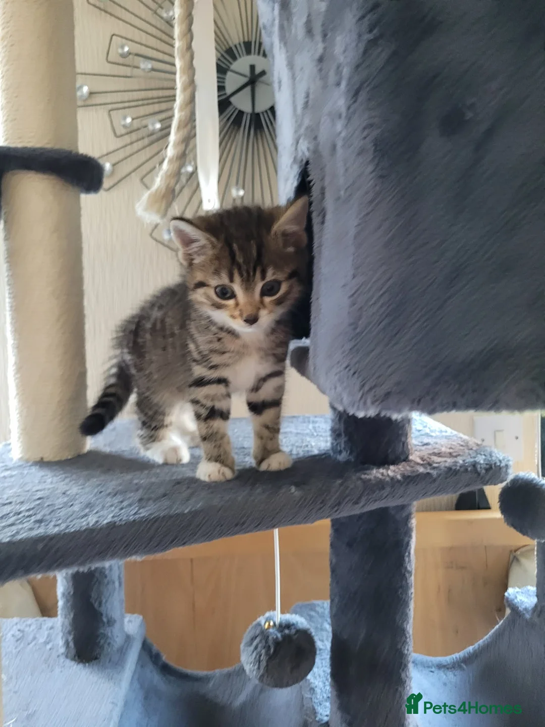 Mixed Breed cats for sale: Lovely male tabby cat - Advert 2