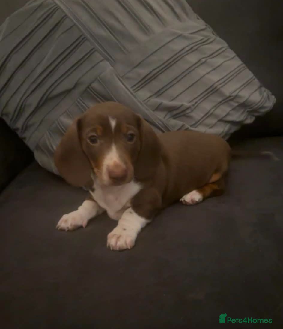Dachshund dogs Minature dachshound puppies - Advert 13
