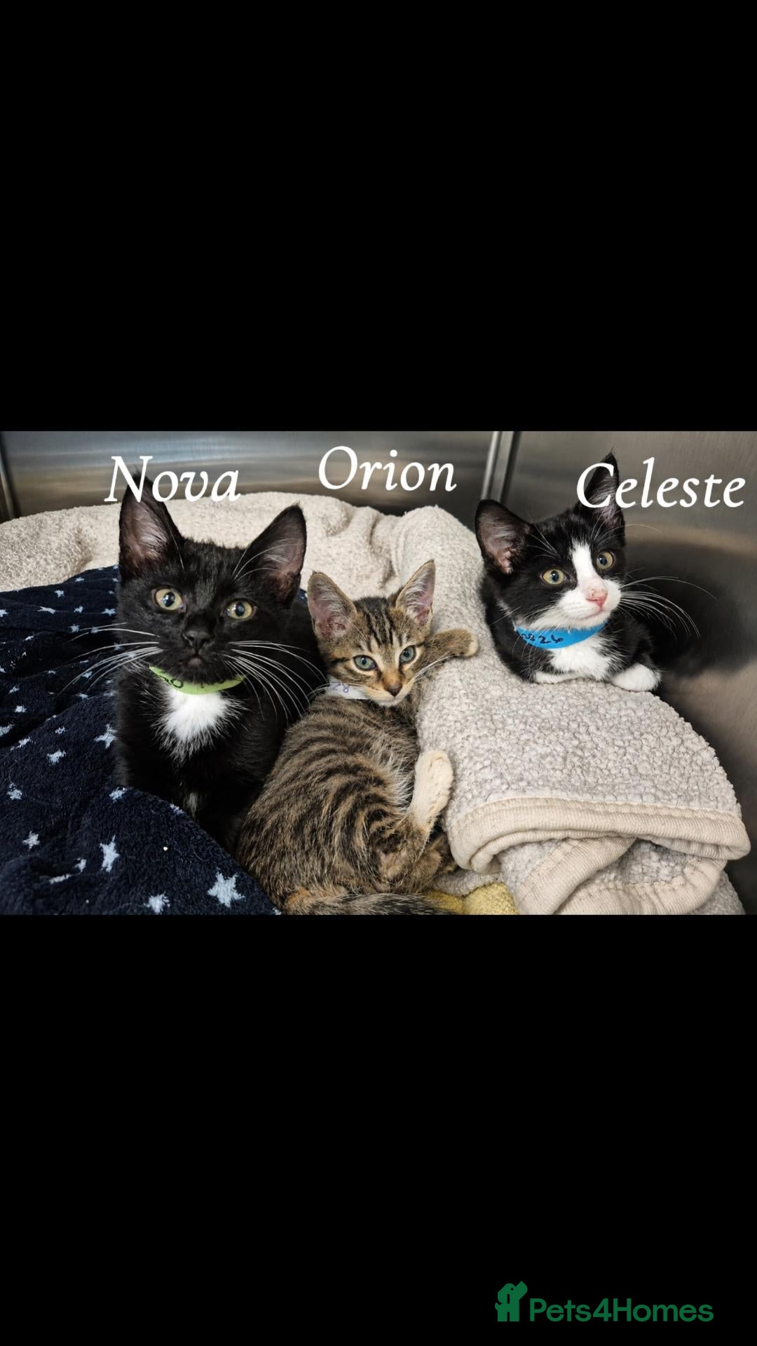 Mixed Breed cats 10week female b/w kitten looking for perfect home - Advert 15