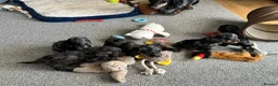 Doxiepoo dogs for sale: Stunning dachshund/poodle pups - Advert 30