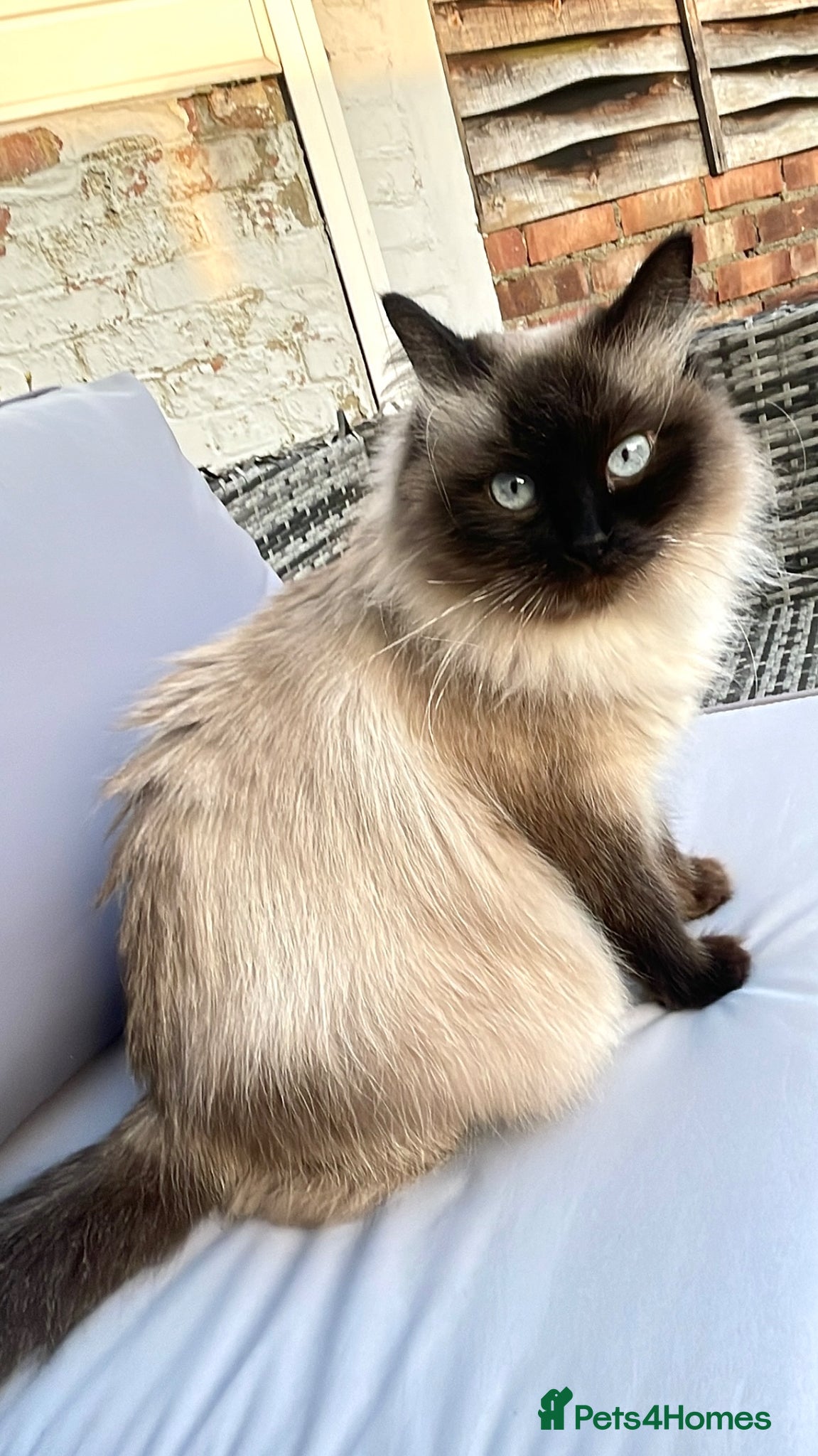 Siberian cats for sale: 2 Pure Neva Masquerade kittens available  - Advert 7