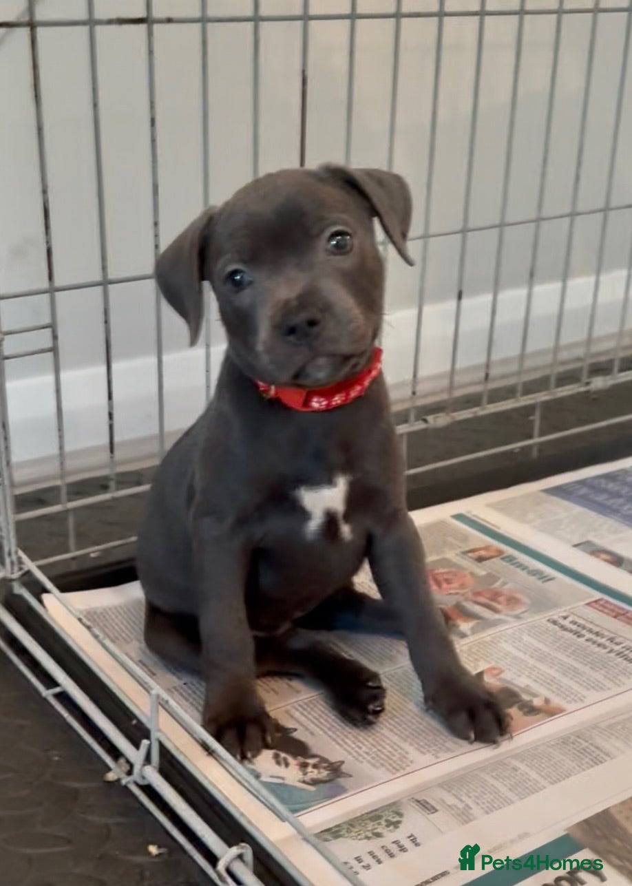 Staffordshire Bull Terrier dogs KC Reg Blue Staffordshire Bull Terrier - READY NOW - Advert 10