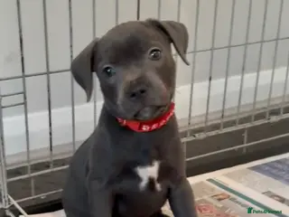 Staffordshire Bull Terrier dogs KC Reg Blue Staffordshire Bull Terrier - READY NOW - Advert 10