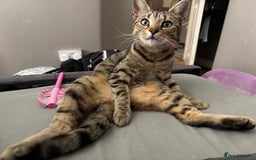 Mixed Breed cats for sale: Kittens  - Image 6