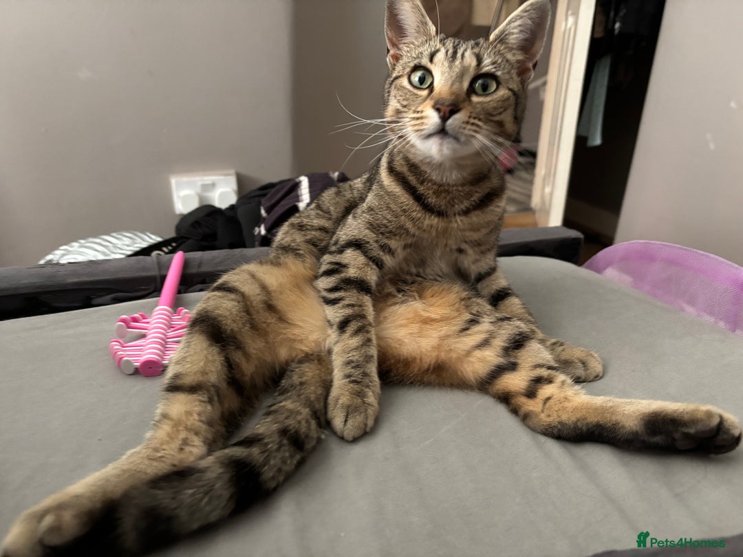 Mixed Breed cats for sale: Kittens  - Image 6