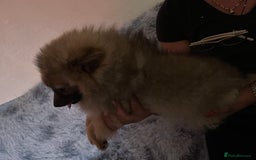 Pomeranian dogs for sale: Pomeranian girls and boys available  - Image 3