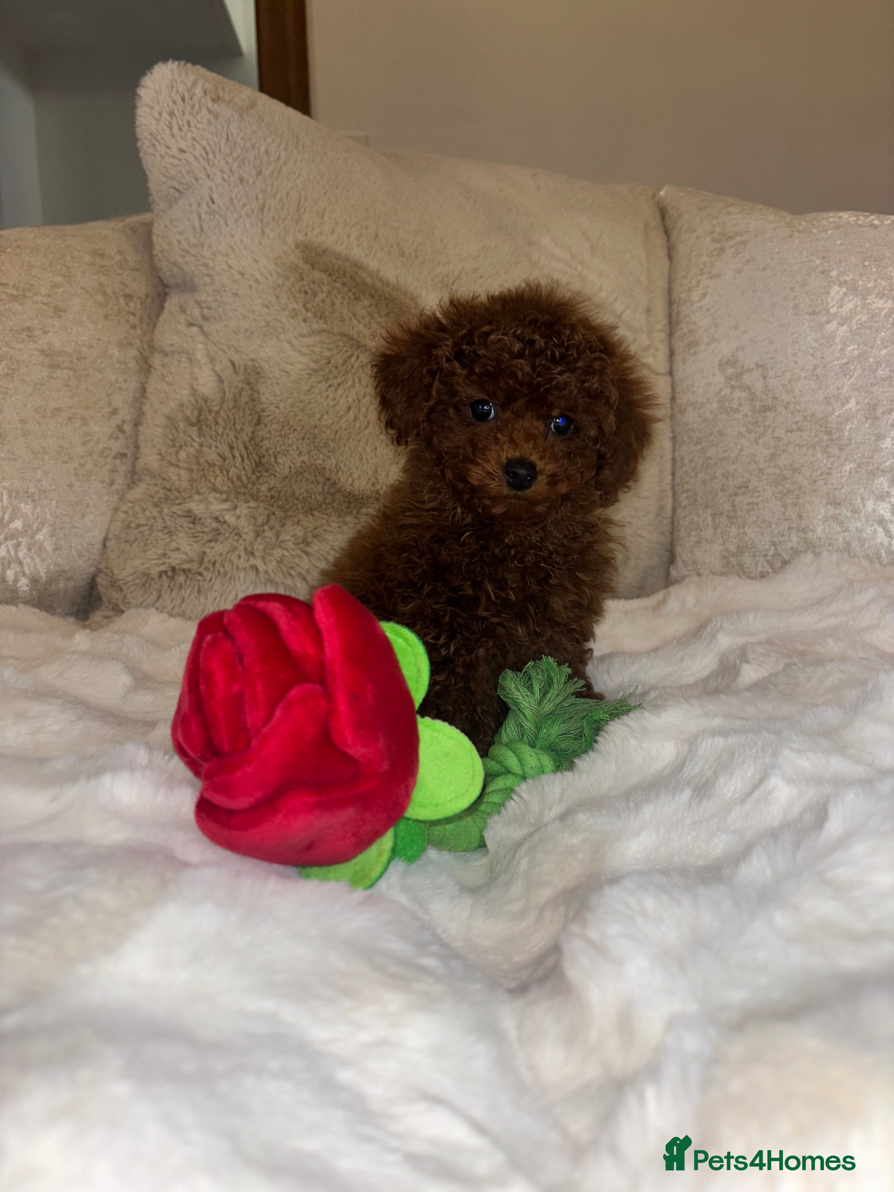 Toy Poodle dogs Outstanding toy x asain Poodles.  - Advert 16