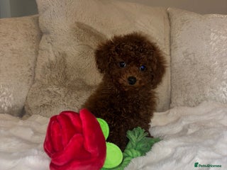 Toy Poodle dogs Outstanding toy x asain Poodles. - Advert 2