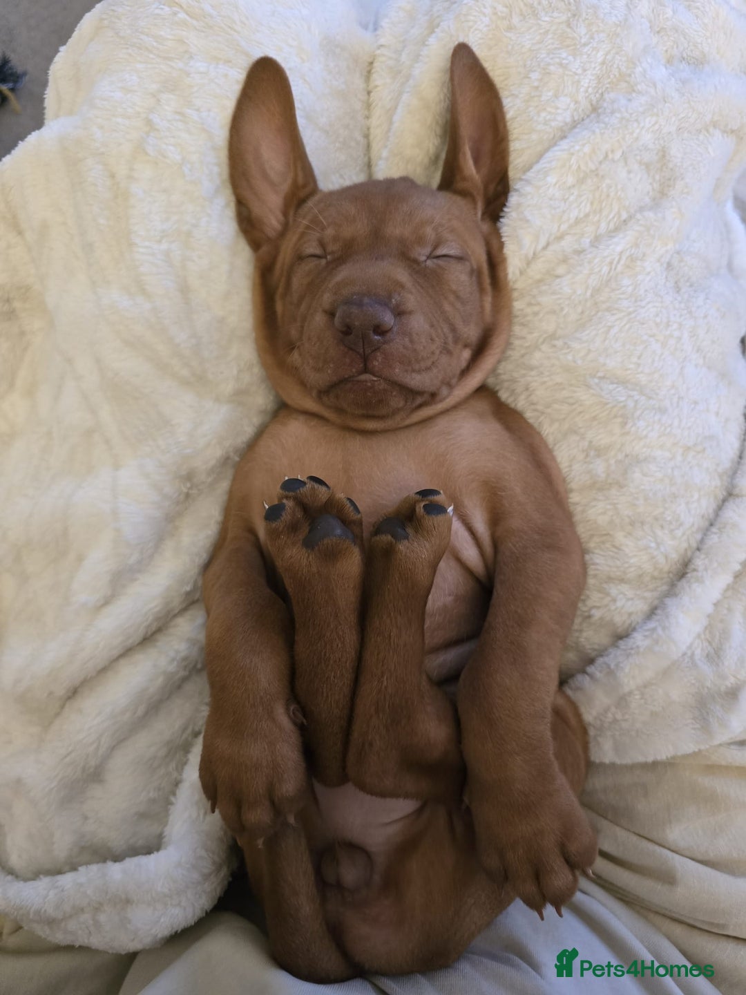 Hungarian Vizsla dogs for sale: Hungarian Vizsla Puppies – Ready Soon! - Advert 13