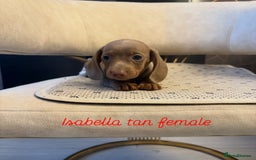 Miniature Dachshund dogs for sale: Miniature Dachshund  - Image 5