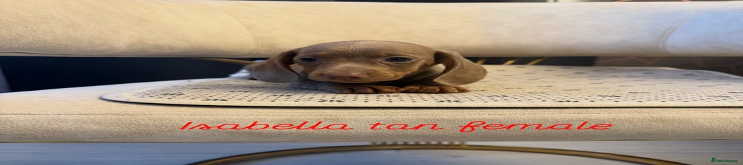 Miniature Dachshund Puppy 3