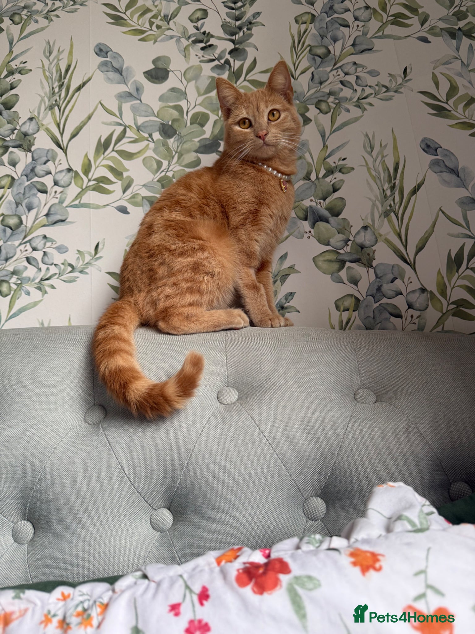 Mixed Breed cats Ginger cat for sale - Advert 12
