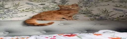 Mixed Breed cats for sale: Ginger cat for sale - Advert 23