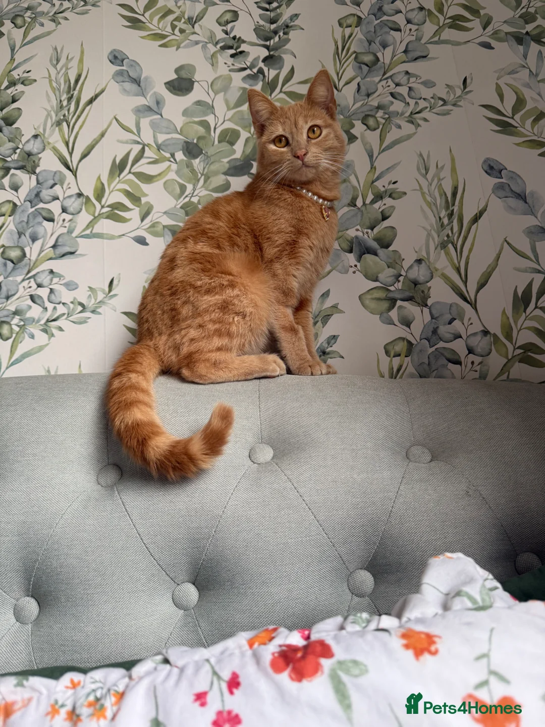 Mixed Breed cats for sale: Ginger cat for sale - Advert 23