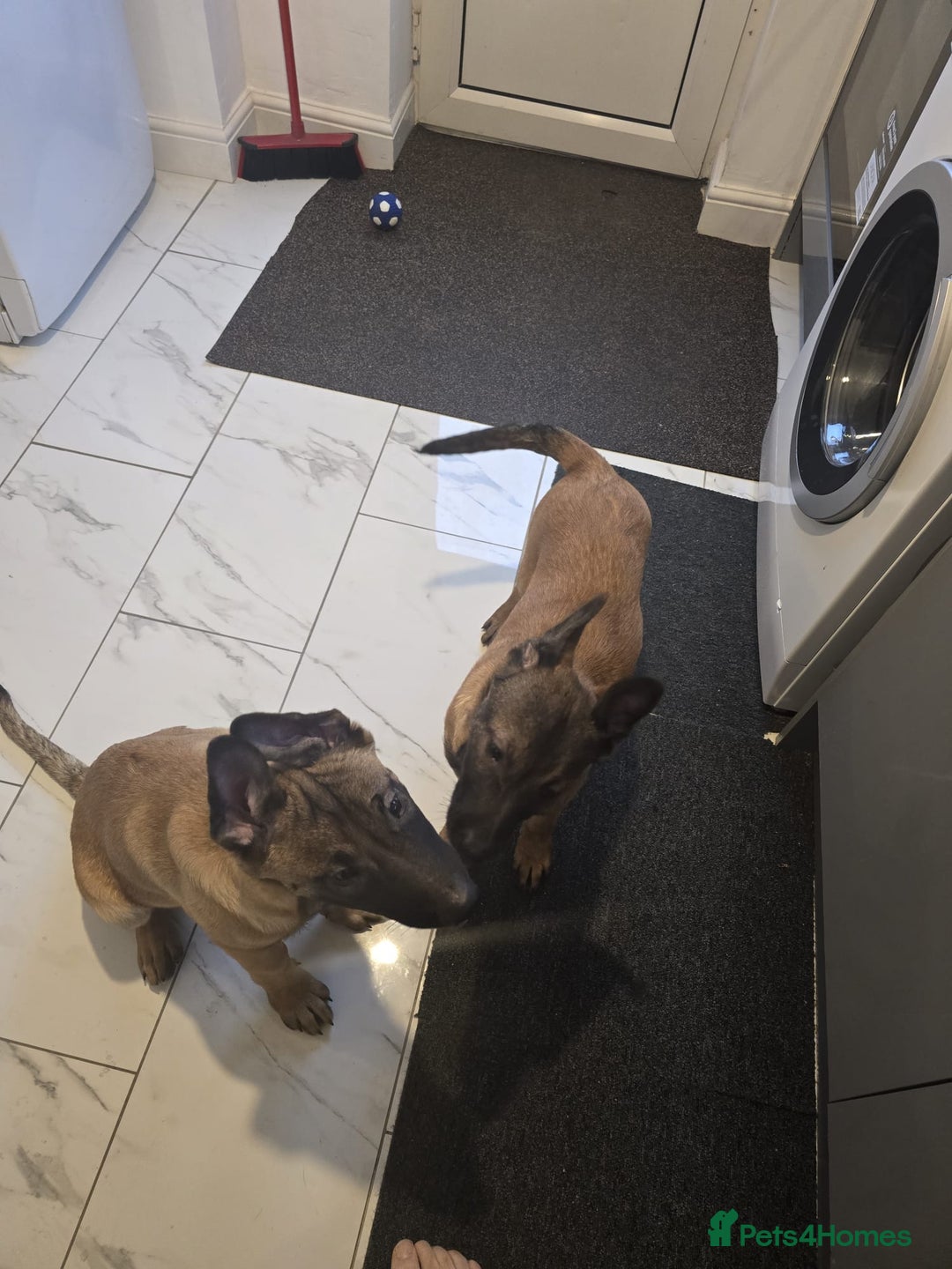 Belgian Shepherd Dog dogs for sale: 2 Belgian Shepherd puppies  - Advert 2