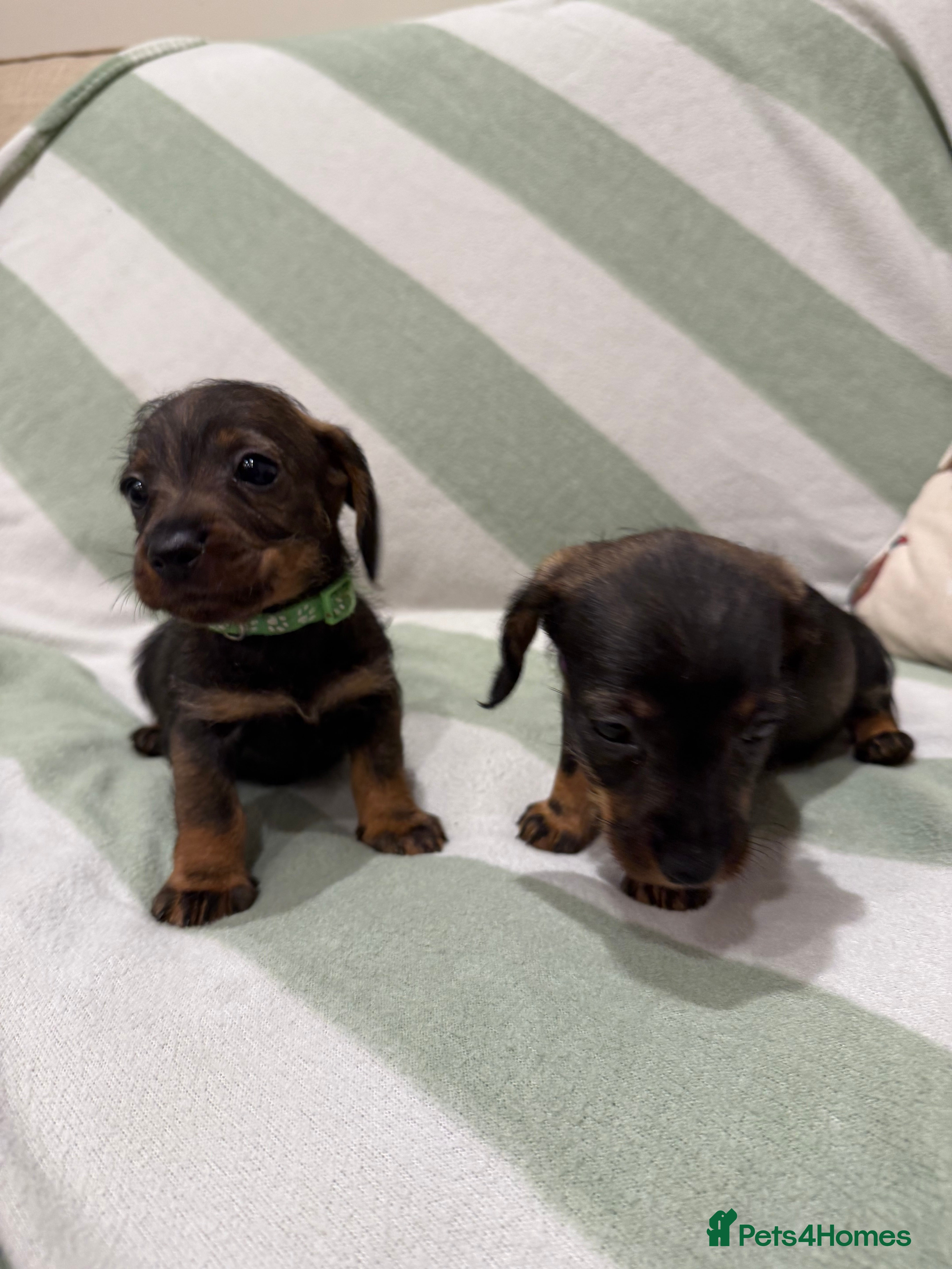 Dachshund dogs Wire haired Teckel puppies  - Advert 6