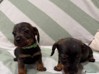 Dachshund dogs Wire haired Teckel puppies - Advert 1