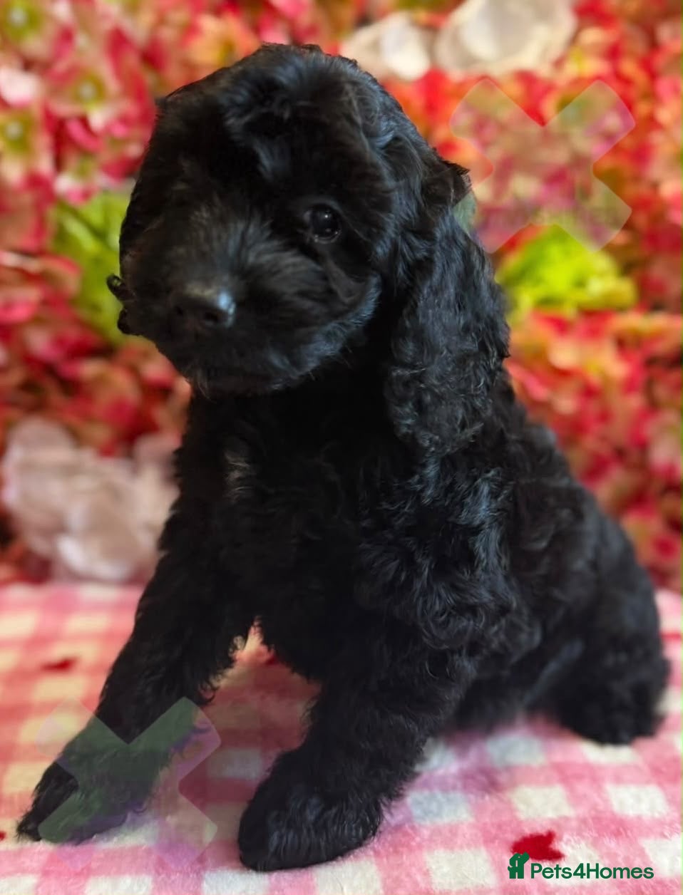 Cockapoo dogs F1 mini Cockapoos 30 dna health tested various  - Advert 2