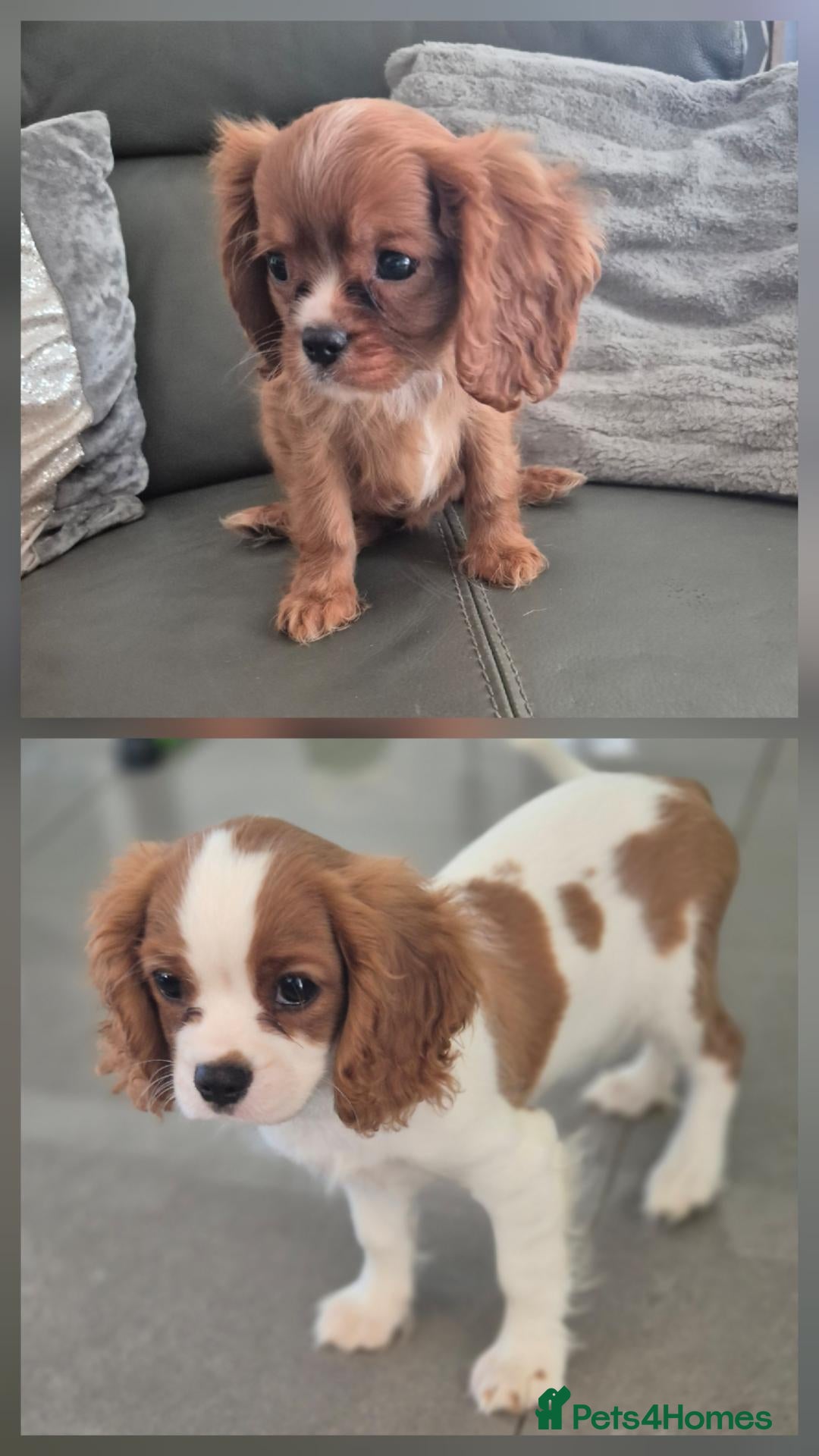 Cavalier King Charles Spaniel dogs Fully vac,Last2, Cavalier KingCharles Boy ReadyNow - Advert 1