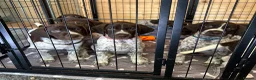 German Shorthaired Pointer dogs for sale: KC Reg GSP Pups (5 LEFT!) - Advert 2