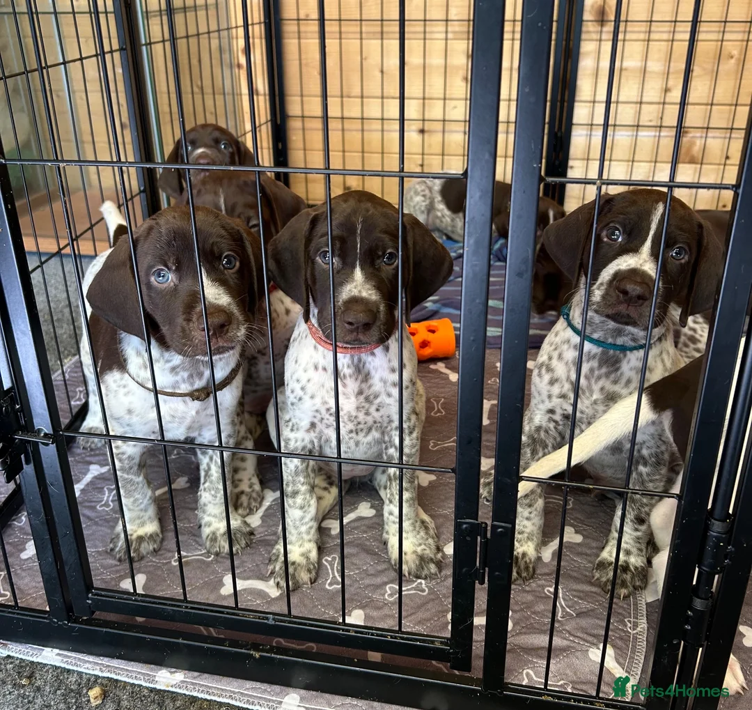 German Shorthaired Pointer dogs for sale: KC Reg GSP Pups (5 LEFT!) - Advert 2