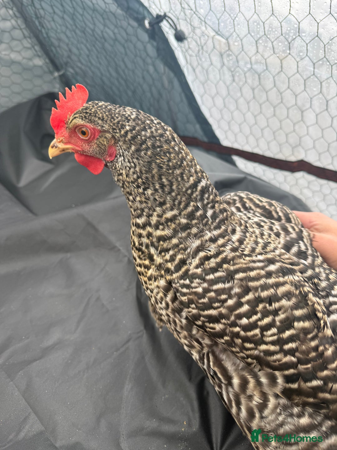 Chickens poultry for sale: Laying Plymouth Rock hen - Advert 2