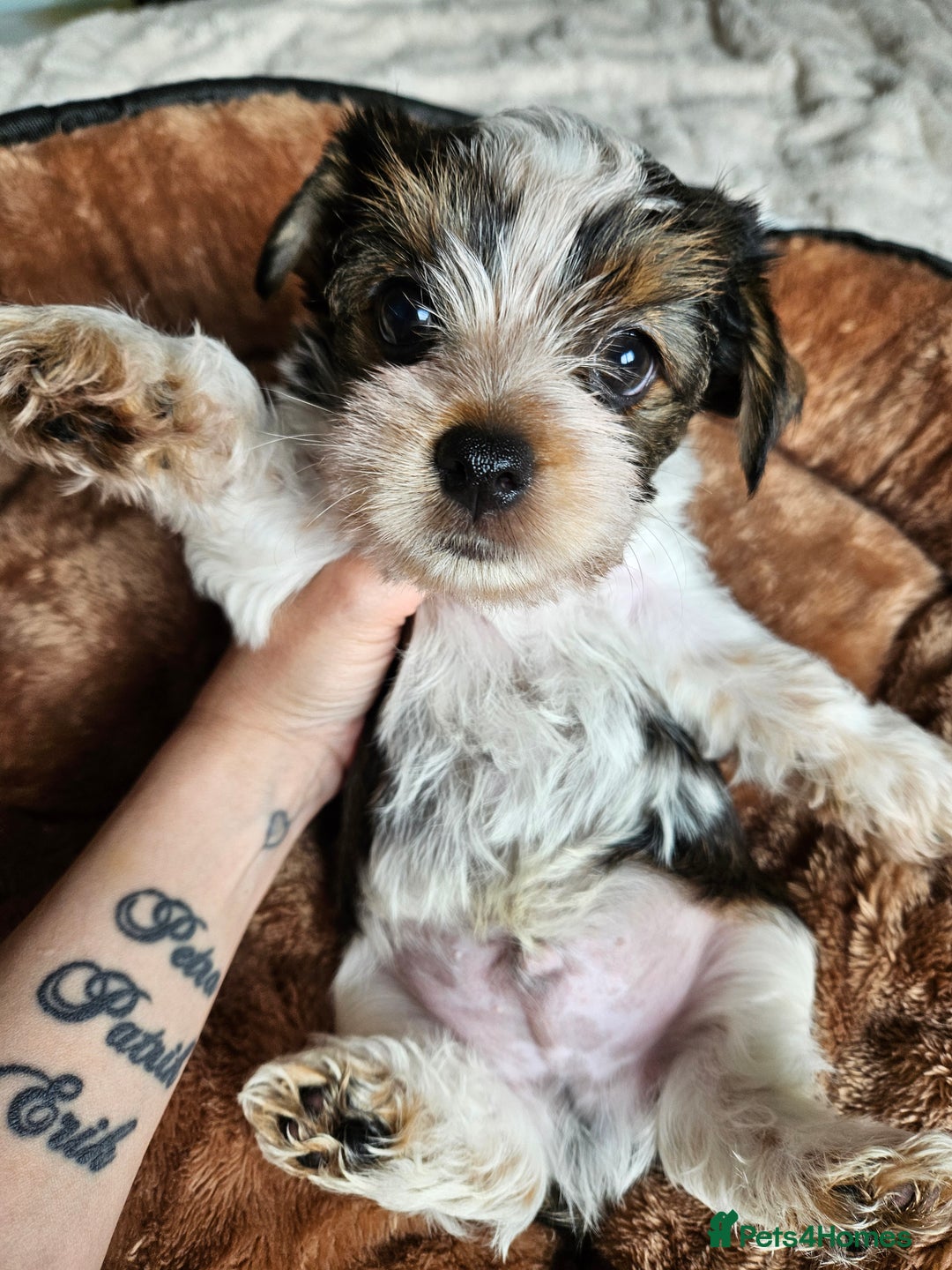 Yorkshire Terrier dogs for sale: DNA tested parents possible Dilution Yorkies - Image 29