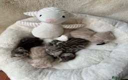Bengal cats for sale: 💎💎💎 Luxury Bengal Kittens Available  - Image 7