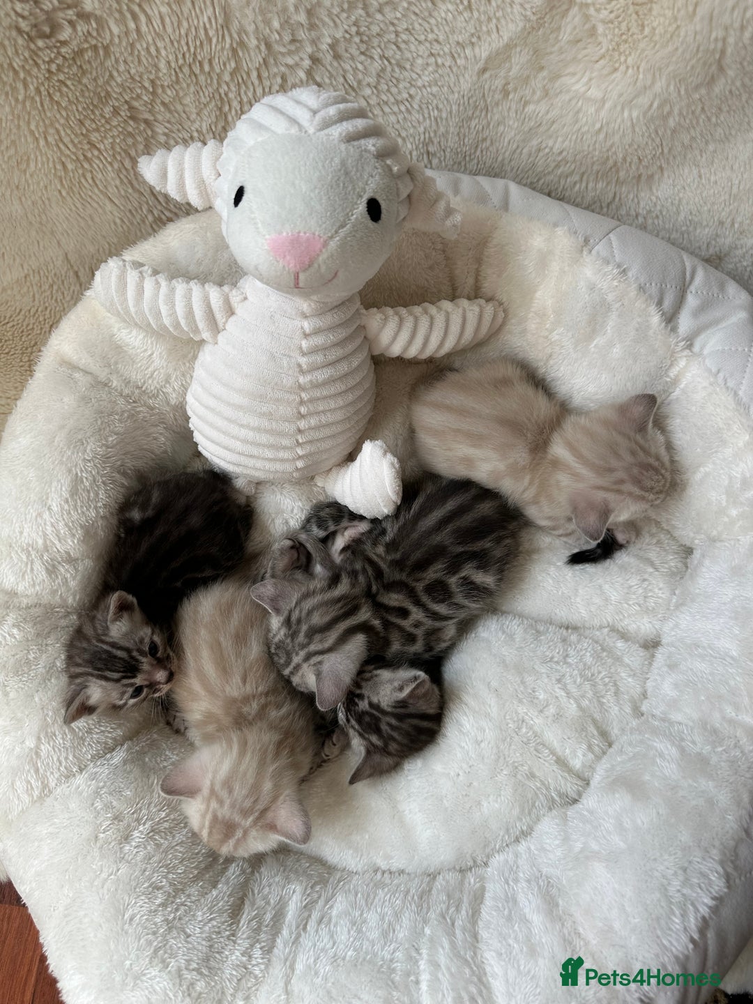 Bengal cats for sale: 💎💎💎 Luxury Bengal Kittens Available  - Image 7