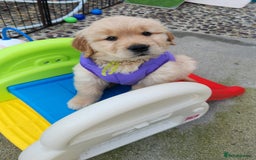 Golden Retriever dogs for sale: Litter of Golden Retriever Puppies Ready Now. - Image 9