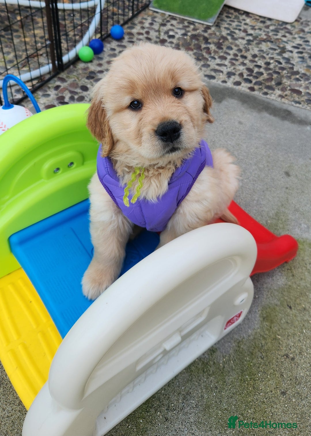 Golden Retriever dogs for sale: Litter of Golden Retriever Puppies Ready Now. - Image 9